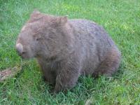 Photo de Wombat