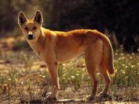 Photo de Dingo