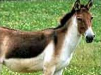 Photo de Kiang