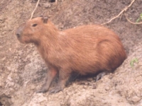 Photo de Capybara