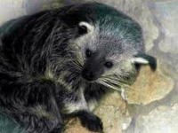 Photo de Binturong