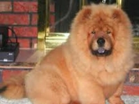 Photo de Chow Chow