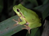 Photo de Hyla