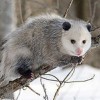 Photo de Opossum