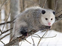 Photo de Opossum