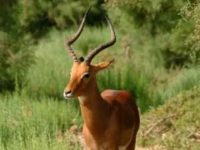 Photo de Antilope