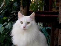 Photo de Angora