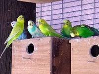 Photo de Perruche