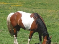 Photo de Tobiano