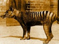 Photo de Thylacine