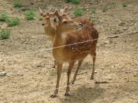 Photo de Daim