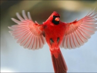 Photo de Cardinal