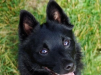 Photo de Schipperke