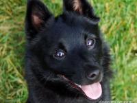 Photo de Schipperke