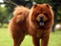 Photo de Chow Chow