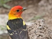 Photo de Piranga