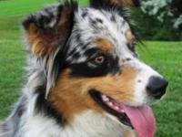 Photo de Aussie