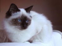 Photo de Birman