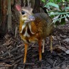 Photo de Chevrotain