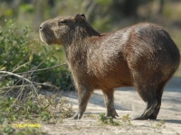 Photo de Capybara