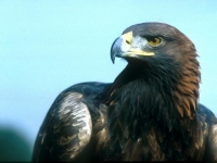 Photo de Aquila