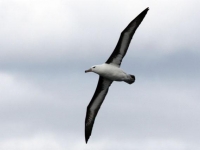 Photo de Albatros