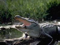 Photo de Alligator