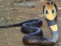 Photo de Cobra