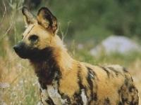Photo de Lycaon