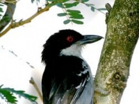 Photo de Taraba