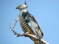 Photo de Aviceda.