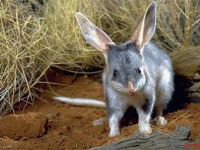 Photo de Bilby