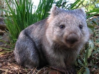 Photo de Wombat