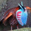 Photo de Tragopan