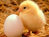 Photo de Poussin