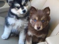 Photo de Pomsky