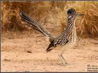 Photo de Roadrunner