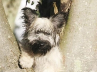 Photo de Skye