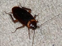 Photo de Blatte
