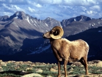 Photo de Argali
