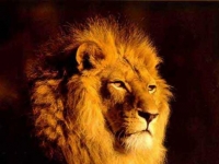 Photo de Lion