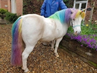 Photo de Licorne