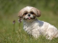Photo de Shih-tzu