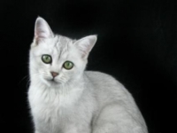 Photo de Burmilla