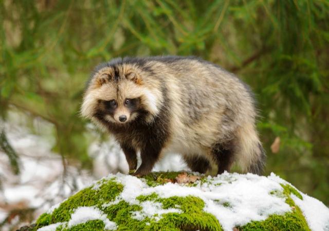 Le chien viverrin qui a inspiré le tanuki japonais - Cultea