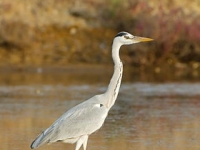 Photo de Héron Cendré