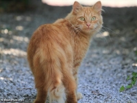 Photo de Neko
