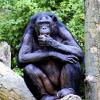 Photo de Bonobo