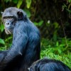 Photo de Chimpanzé