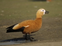 Photo de Casarca
